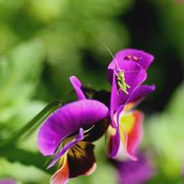 mini pensée occupée