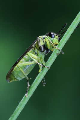 Tenthredo mioceras