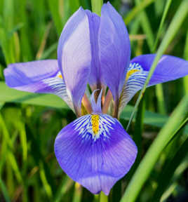 une orchidée sauvage?