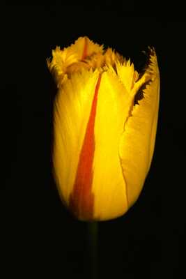 Dans la nuit profonde ressort cette tulipe