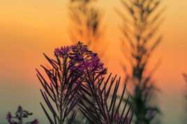 Epilobes au coucher du soleil