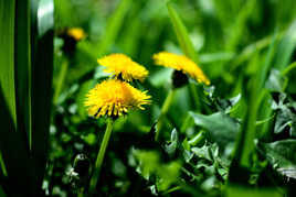 le printemps s'eveille