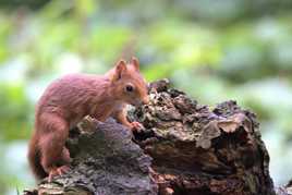 Petit lutin des bois