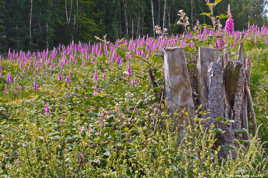 Floraison forestière