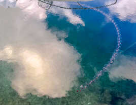 La ronde des Méduses