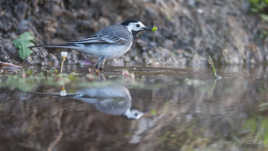 Un p'tit ver dans le bec