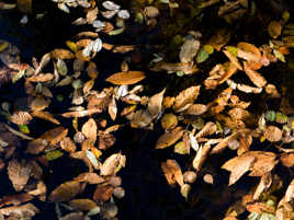 Feuilles mortes
