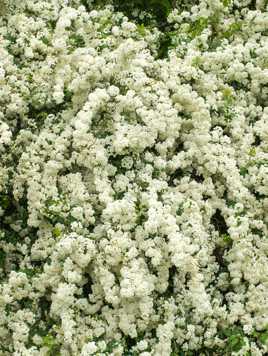 cascade de fleurs