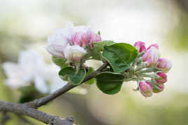 un bouquet de pommes