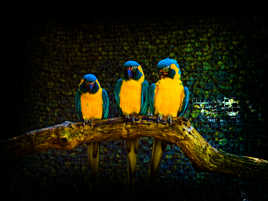 Tiercé Dans l'ordre