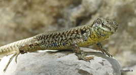 Lézard de rivière