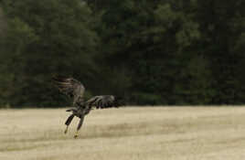 BUSE VARIABLE Sombre