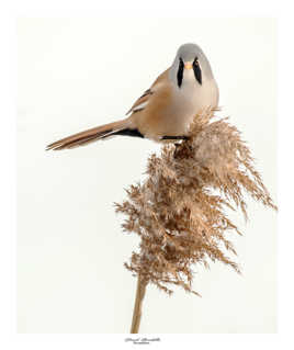 Panure a moustache mâle