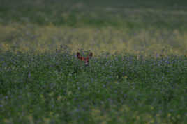 Jeune dans un champ de lin en fleurs