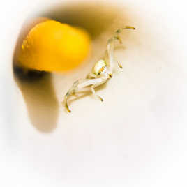 Araignée crabe dans son arum.