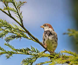 Sur un arbre perché ...