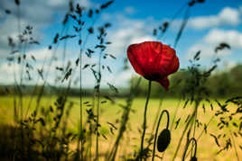 coquelicot