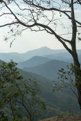 Forêt d'Esterel