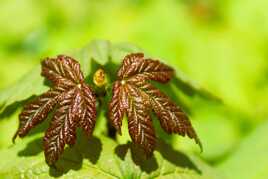 La nature simplement