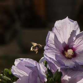 Faux bourdon et hibiscus..