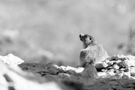 Marmotte en Grande Chartreuse