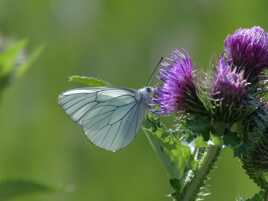le GAZÉ ou PIÉRIDE de l'AUBÉPINE (Aporia crataegi)