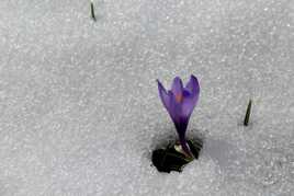 miracle du printemps