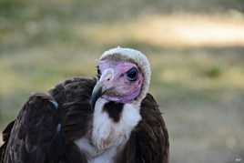 Ma beauté est intérieure...