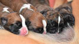 Manger, dormir, manger, dormir...