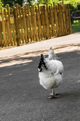 Marche am-poule-é