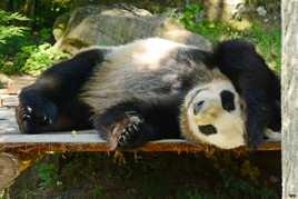 Yuan Meng en pleine sieste