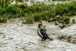 Détrempé après la pêche