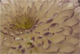 chrysantheme