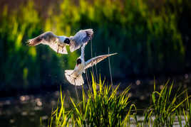 Ah,ah!! je lui ai grillé la place