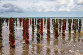 Les rouges ou les vertes ???