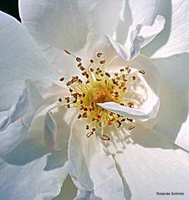 Coeur de rose blanche 