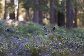 Biche Hémione