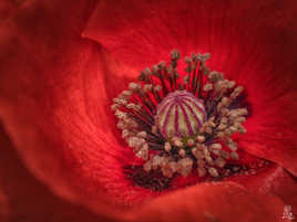Le coquelicot