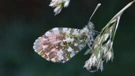 Aurore sous la rosée