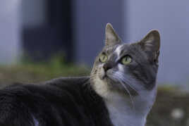 Regard attentif (suite)