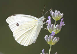 encore un papillon