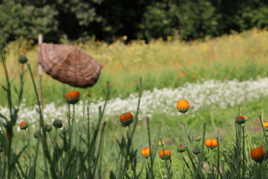 Cueillette de fleurs