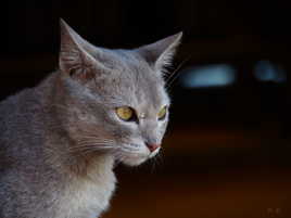 Au Népal tous les chats sont gris