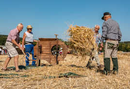 Battage blé manuel (2)