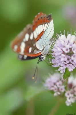 grand mars changeant