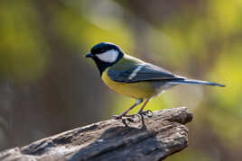 Mésange charbonnière