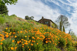 Les pavots de Pâques
