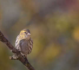 Tsarine drapée dans son hermine