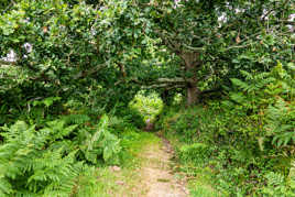 Au coeur de la forêt