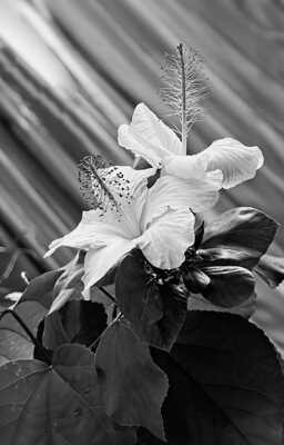 Nature monochrome (20)